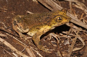 puerto rican crested toad